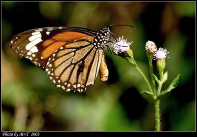 괳 Common Tiger  (Danaus genutia)