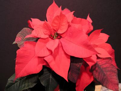 Poinsettia