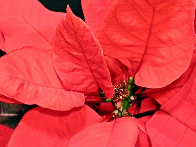 Poinsettia cropped