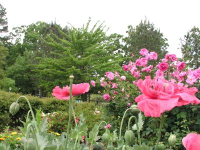 IDEA Garden Spring Flowers