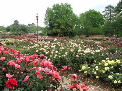 Tyler Rose Garden Blooms