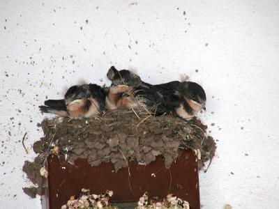 Barn Swallow nest with soon-to-be fledglings