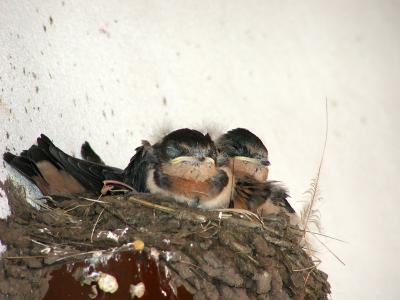 Barn Swallow nest with soon-to-be fledglings