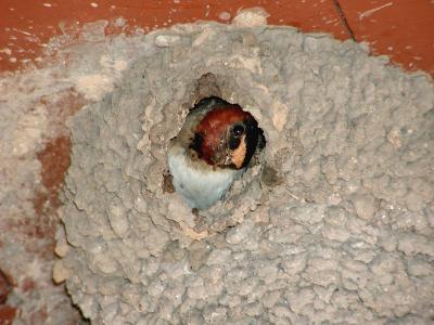 Cliff Swallow nest in upper right corner of previous photo