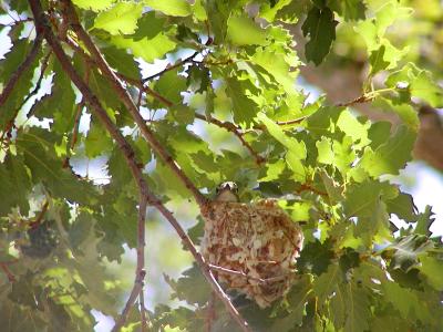 Plumbeous Vireo nest