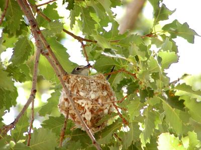 Plumbeous Vireo nest