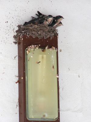 Barn Swallow nest with soon-to-be fledglings