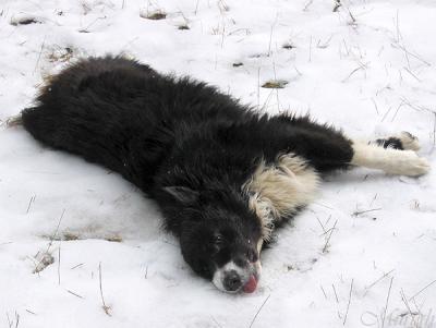 Snow Lickin Rollin Ecstacy (01-06-05)