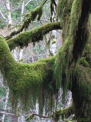 Moss Drapings