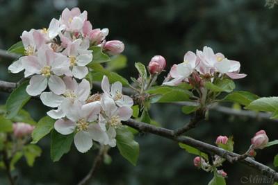 Apple Blossom