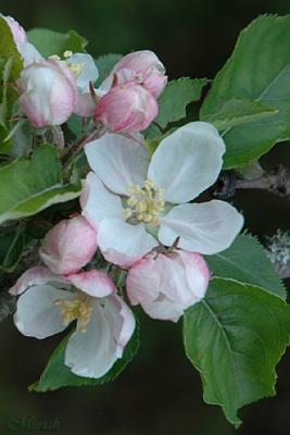 Apple Blossom (04-02-05)