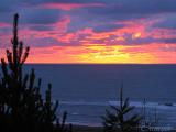 Grannys Sunset Pine (01-06-05)