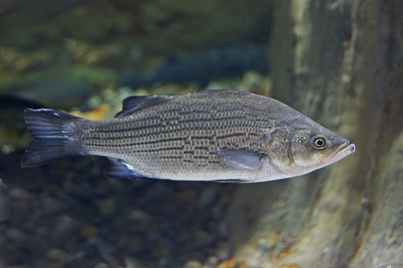 Hybrid Striped Bass