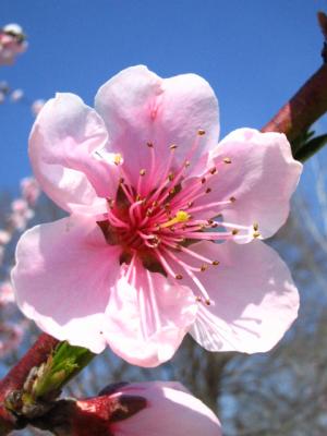 peach flower