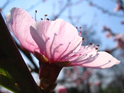 peach flower