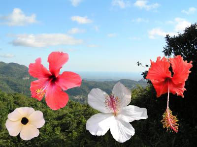 2004 11 27 - Flowers of the Sierra Escambray.jpg