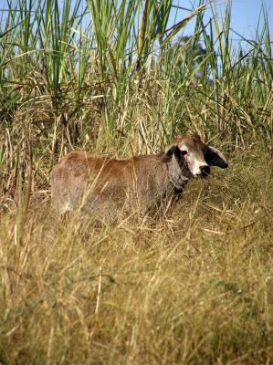 2004 11 28 - Valle de los Ingenios - Calf.jpg