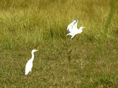2004 11 28 - Valle de los Ingenios - Cattle Egret.jpg