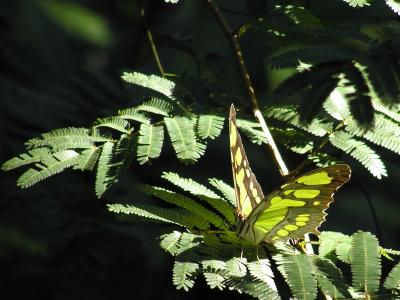 2004 12 01 - Sierra del Rosario - Butterfly.jpg