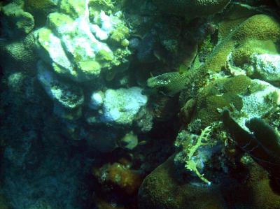 2004 12 05 - Cayo Levisa - Snorkeling.JPG