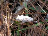 2004 12 02 - Vinales - Frog.JPG