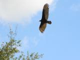 2004 12 03 - Turkey Vulture over Vinales.JPG