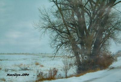 'snowy roadside ... '
