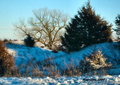 'tree in the spotlight ... '