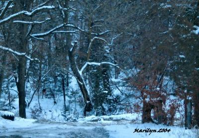 'road into the trees ... '