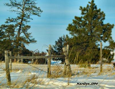 'ponderosa pines ... '