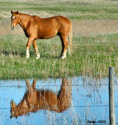 'mirror, mirror on the ground .. who's the fairest of them all???'