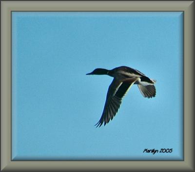 'flying solo ... '