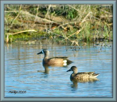 'swimming in tandem ... '