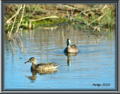 'waaahhhhh .. all this water, i'm getting webbed feet'