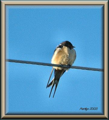 'bird on a wire ... '