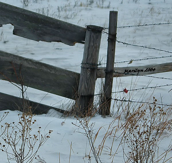 way to the field ... 