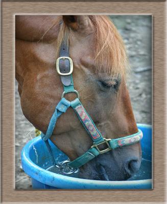 blue and his blue bucket