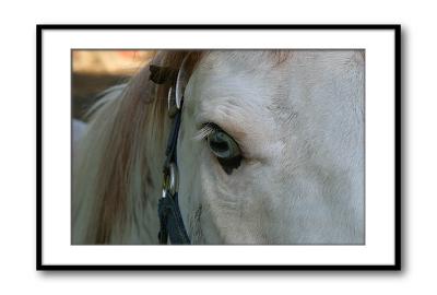 gem's eye