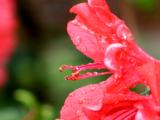 Red Azalea