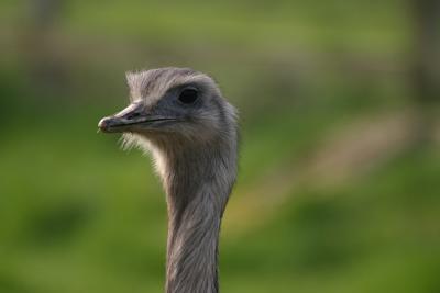 Rhea