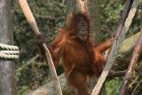 Juvenile Orang Utan