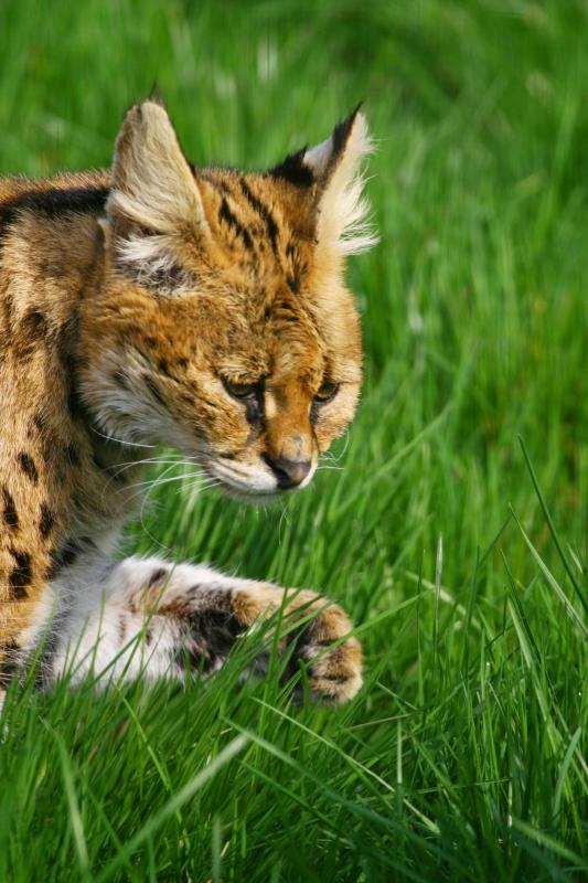 Serval