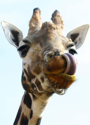 Marwell Wildlife park - nose licking