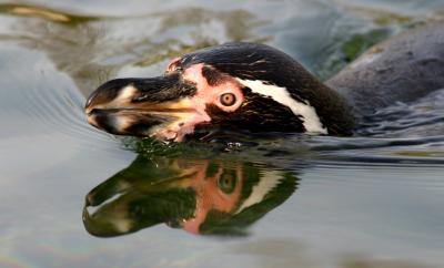 Marwell Wildlife park - Penguin
