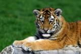 Baby Tiger