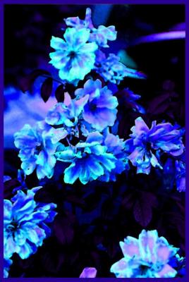 blue-rose-11-with-boarder.jpg