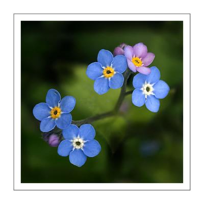 u13/nigephotosol/medium/42516198.forgetmenot.jpg