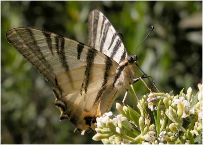 Iphiclides podalirius