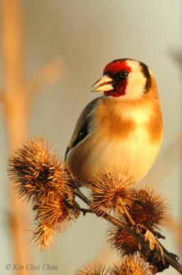 British Goldfinch, Thistle and Golden light