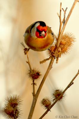 Goldfinch and  thistle